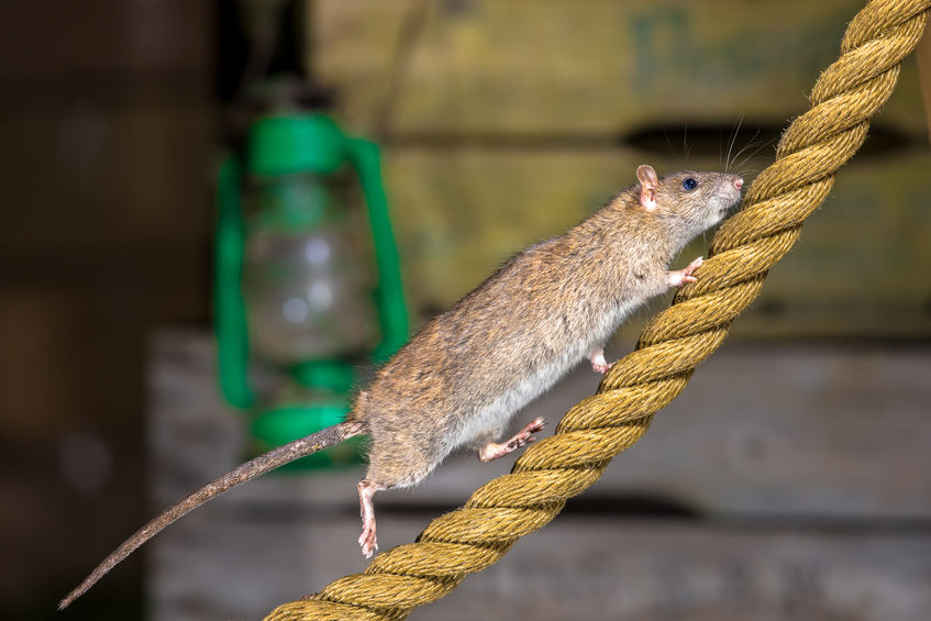 Brown rat on anchor rope