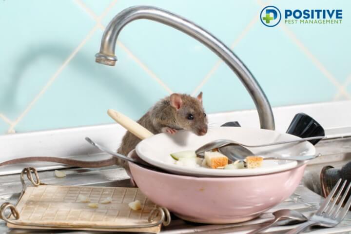 How To Get Rid of Rodents in the Attic - 5 Proven Ways
