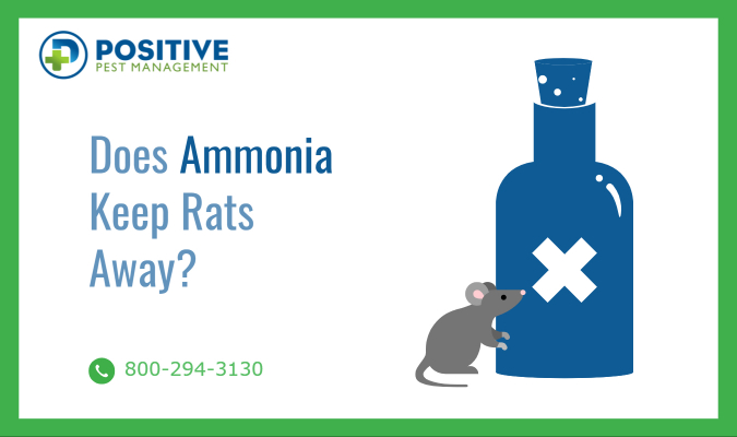 Does Ammonia Keep Rats Away?