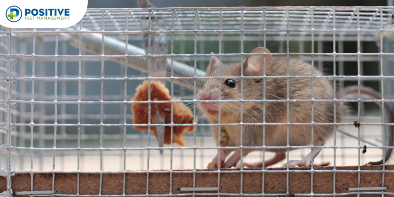 Catch Mice: What's The Best Food to Put on Mouse Traps?